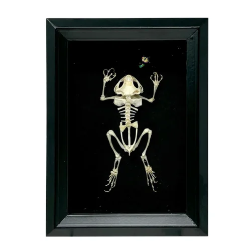 Skeletal Asian Toad Chasing a Yellow Carpenter Bee in Shadowbox Frame