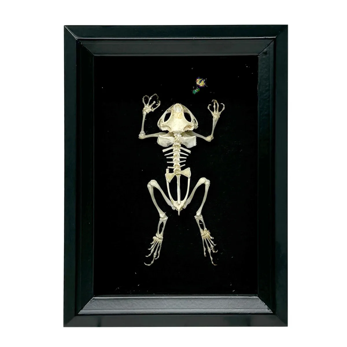 Skeletal Asian Toad Chasing a Yellow Carpenter Bee in Shadowbox Frame