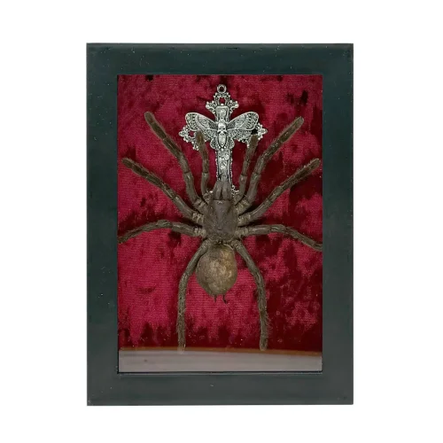 Tarantula in Shadowbox Frame