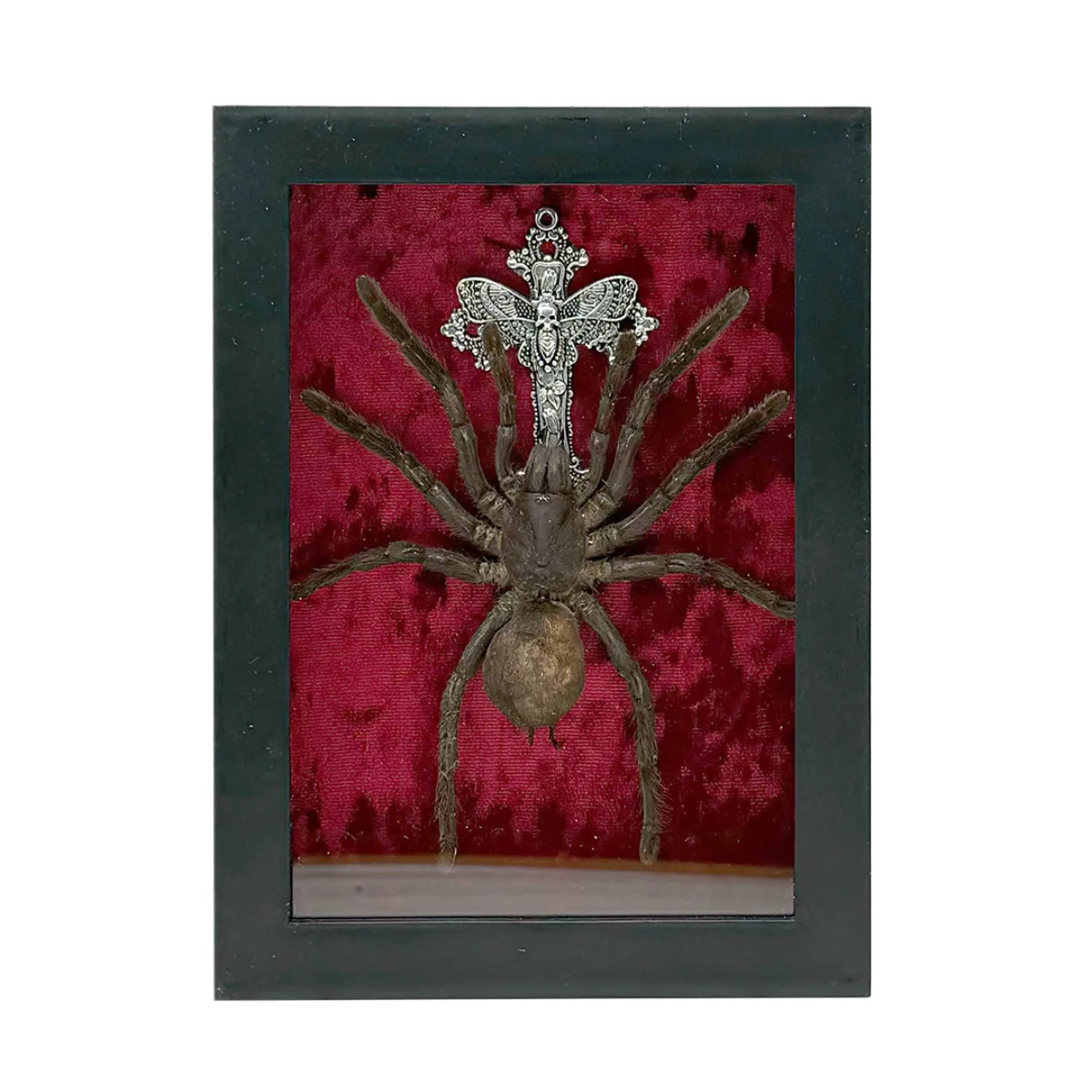 NH4101 Tarantula in Shadowbox Frame