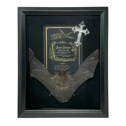 Lesser Short-Nosed Fruit Bat with Victorian Funeral Card and Silver Cross in Shadowbox Frame