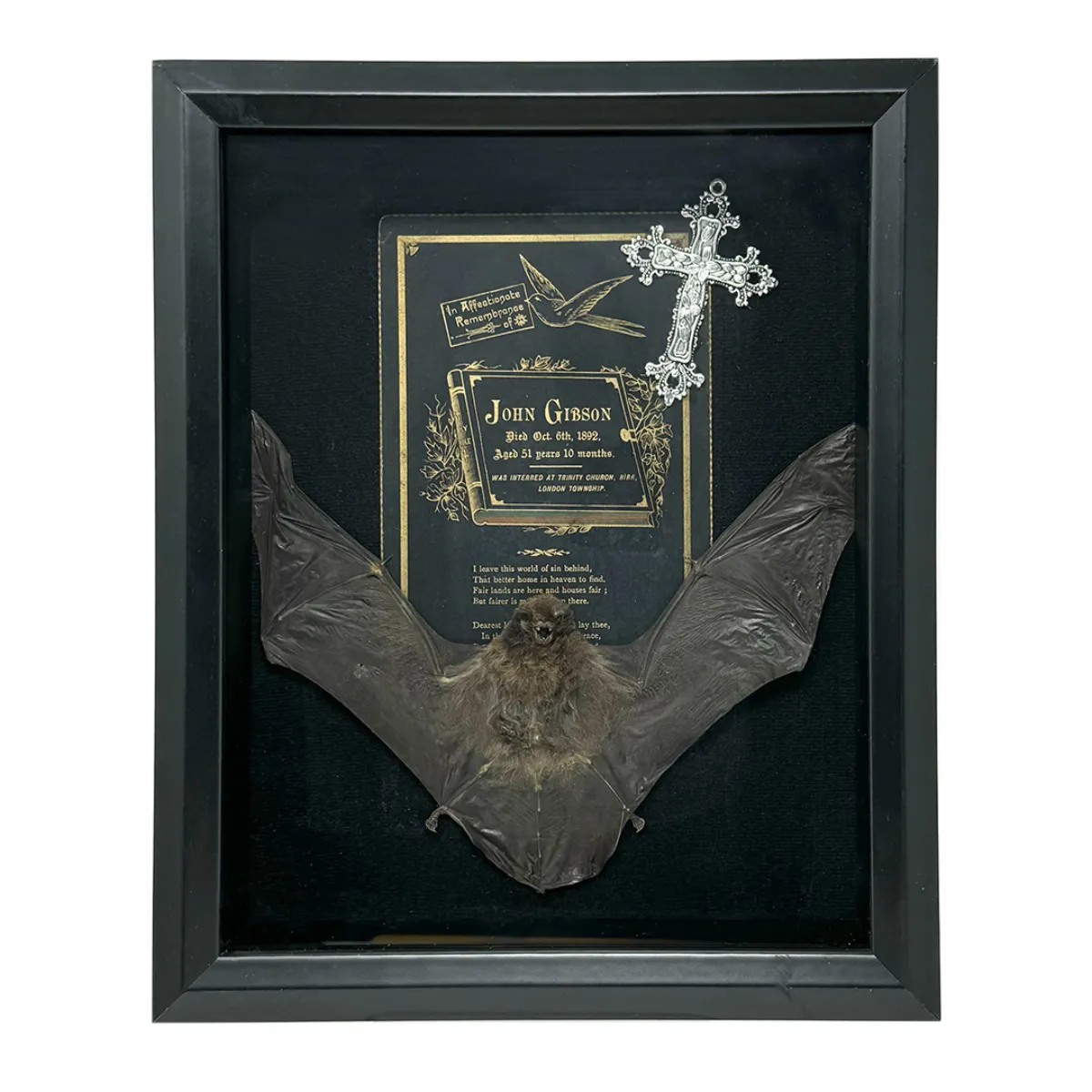 Lesser Short-Nosed Fruit Bat with Victorian Funeral Card and Silver Cross in Shadowbox Frame