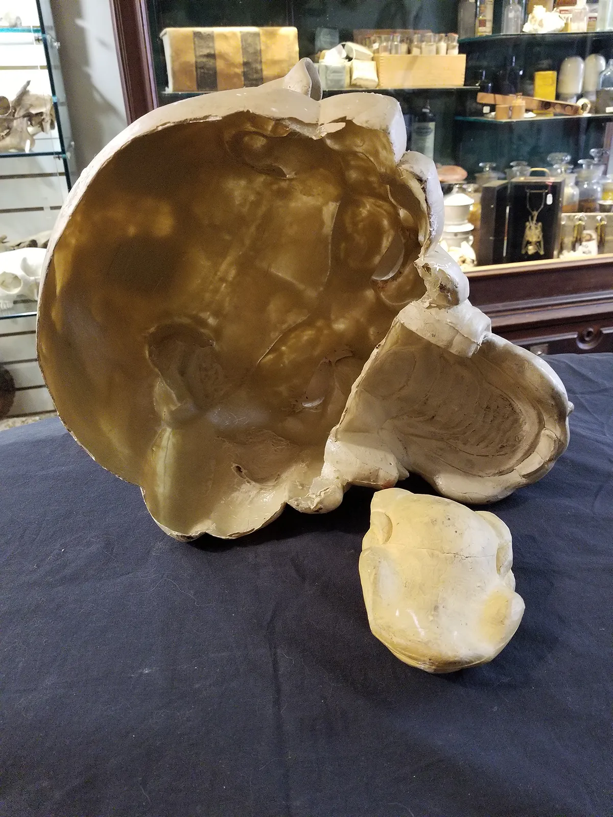 Sculpted Resin Bear Mask Gord Smith FX Collection