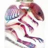 OC072A Diaphonized Rat