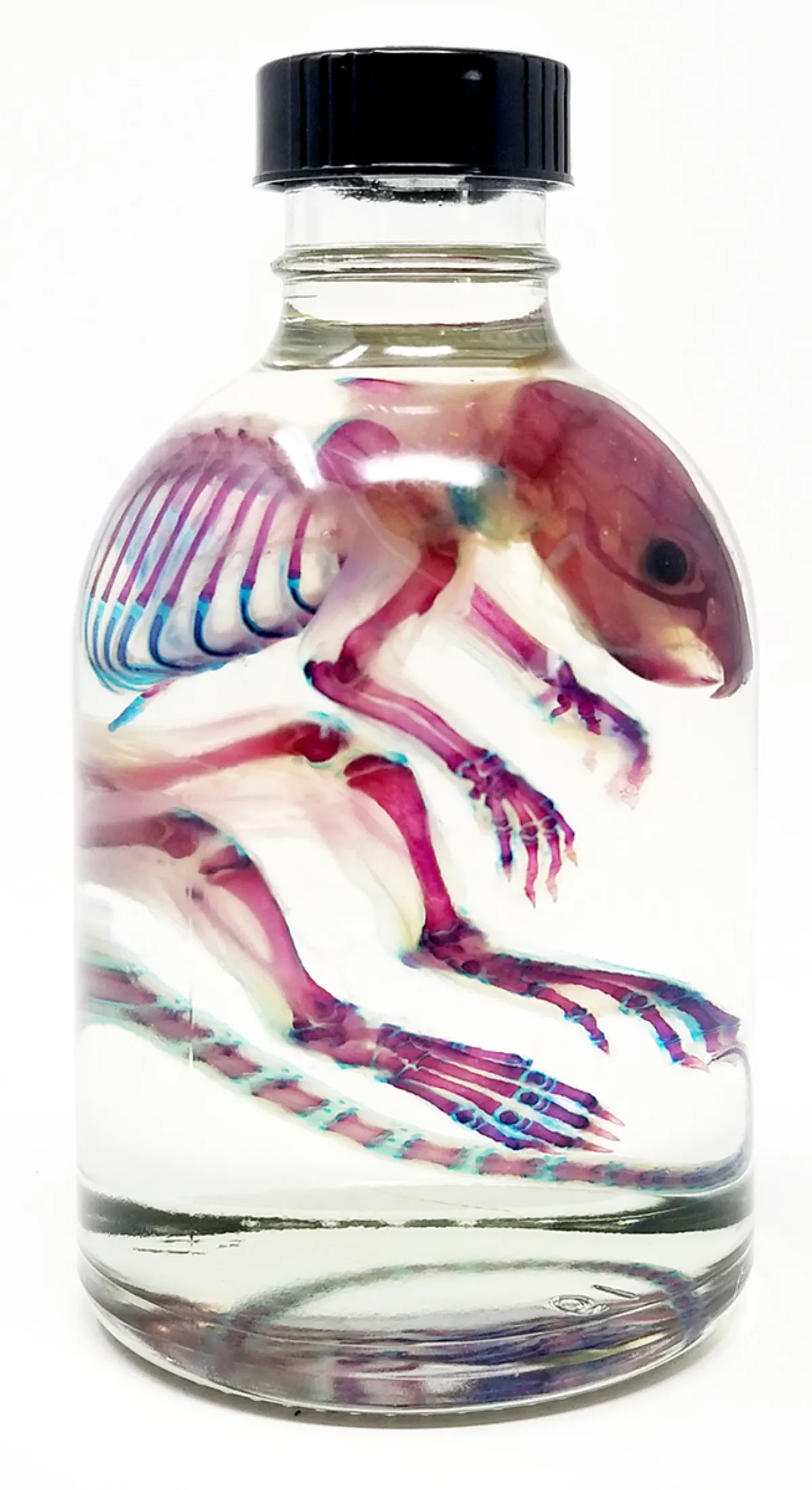 OC072A Diaphonized Rat