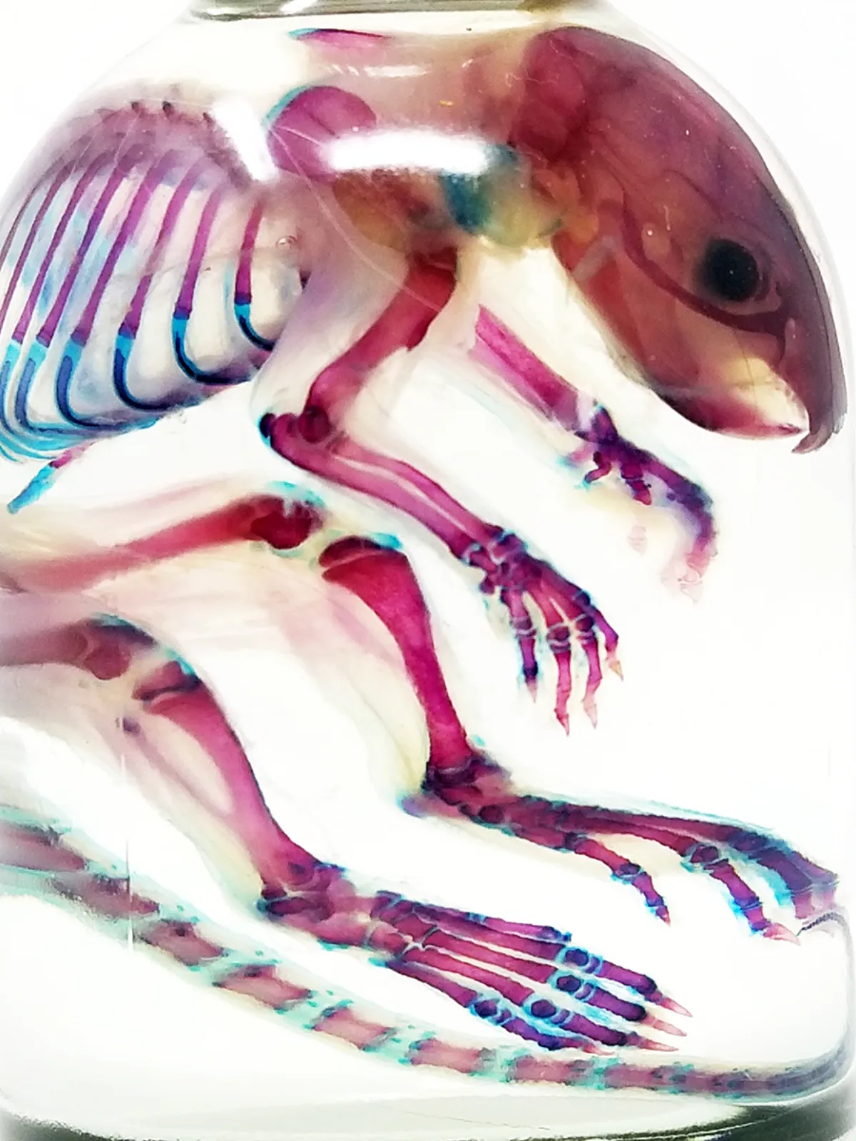 OC072B Diaphonized Rat