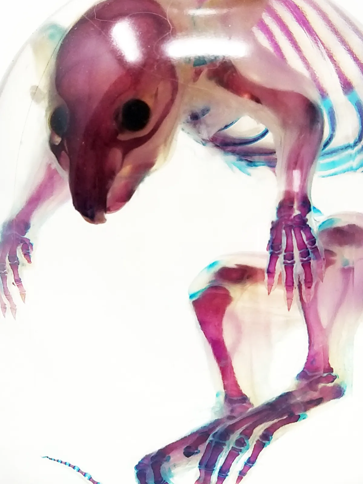 OC072C Diaphonized Rat