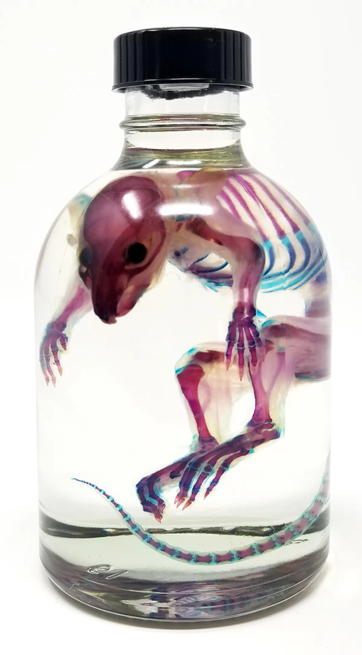 OC072D Diaphonized Rat