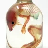 Diaphonized Rat Specimen