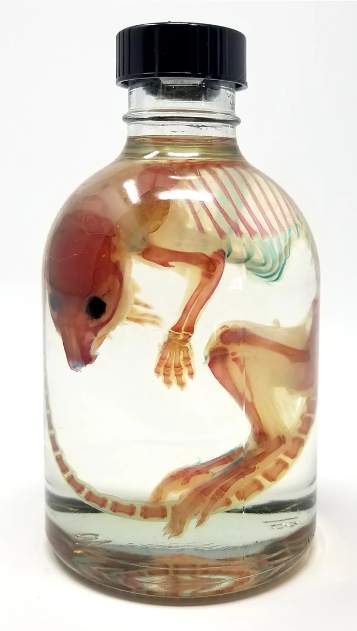 Diaphonized Rat Specimen
