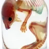 Diaphonized Rat Specimen