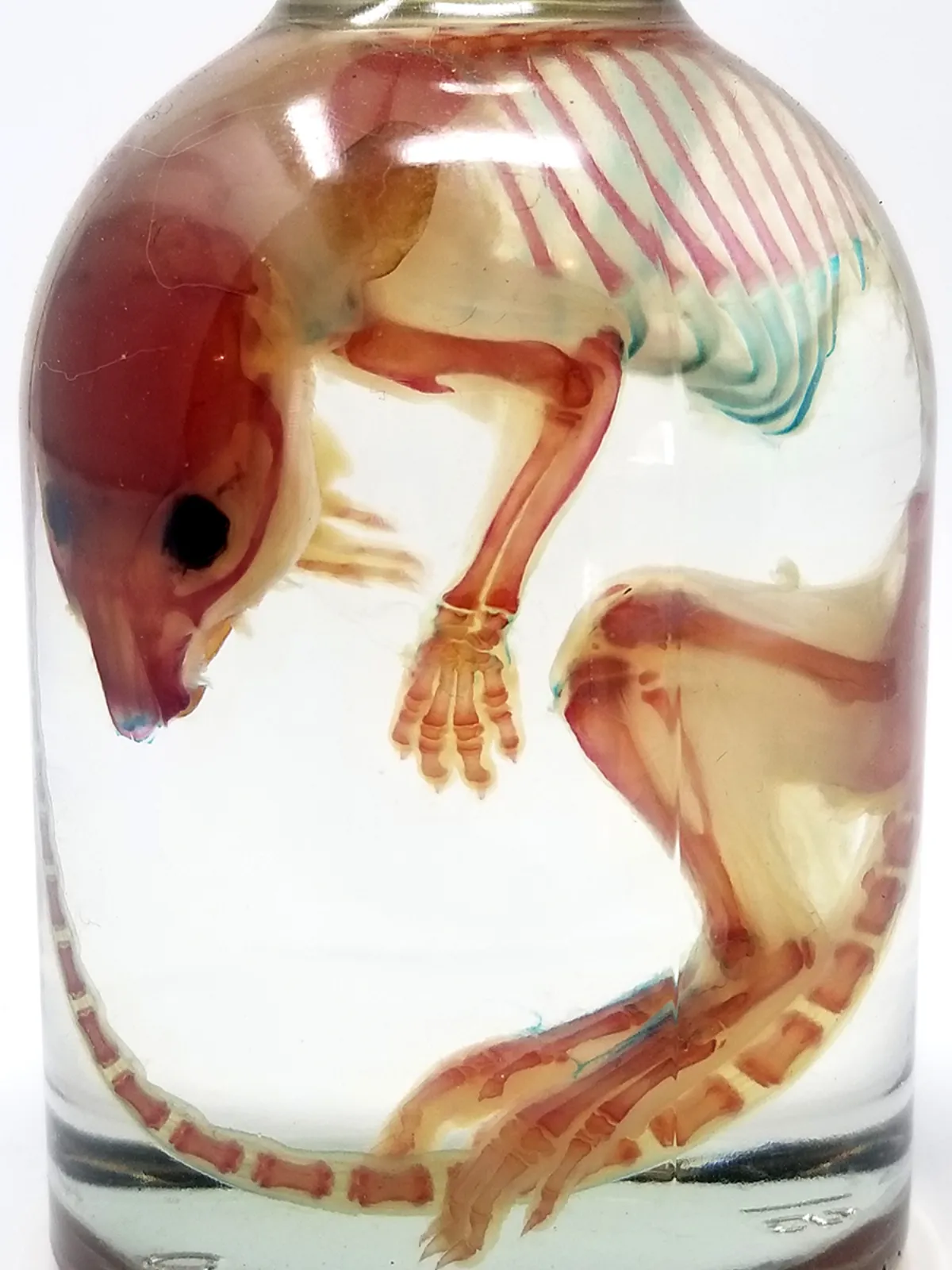 Diaphonized Rat Specimen