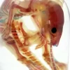 Diaphonized Rat Specimen