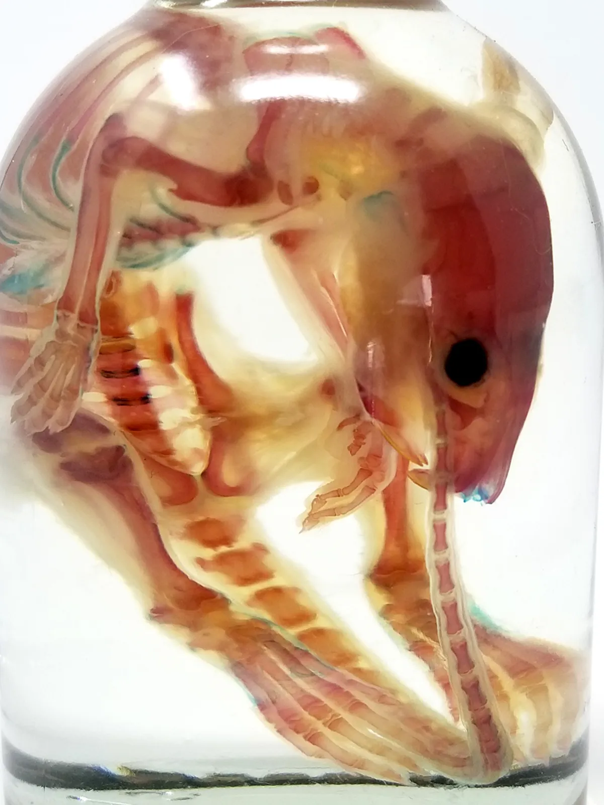 Diaphonized Rat Specimen