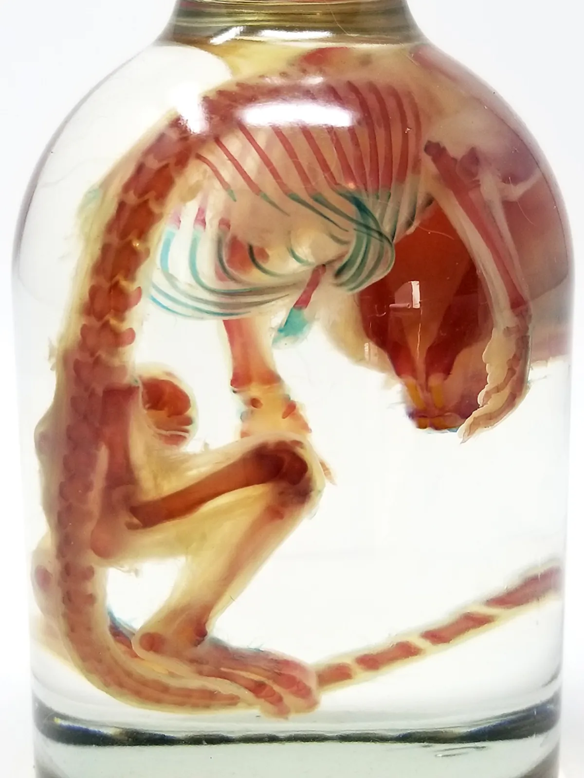 Diaphonized Rat Specimen