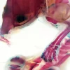 OC074B Small Diaphanized Rat