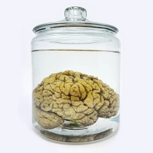 PFX002 'Hero' Prop American Gods Human Brain Wet Specimen