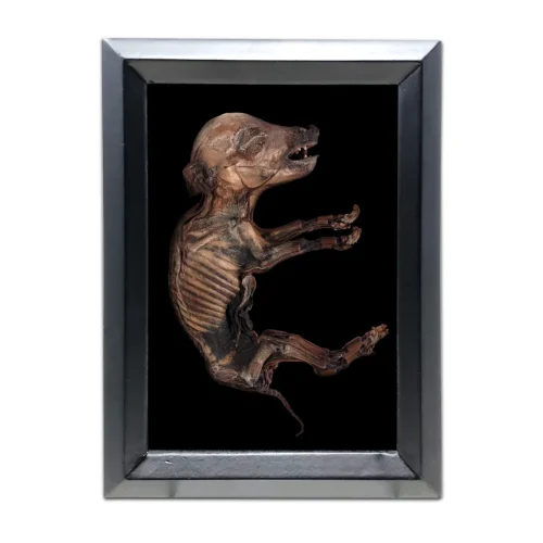 Mummified Piglet Specimen