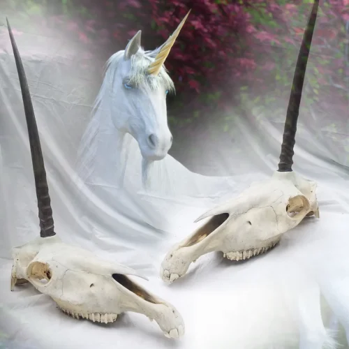 Unicorn- The Legendary Unicorn Skull