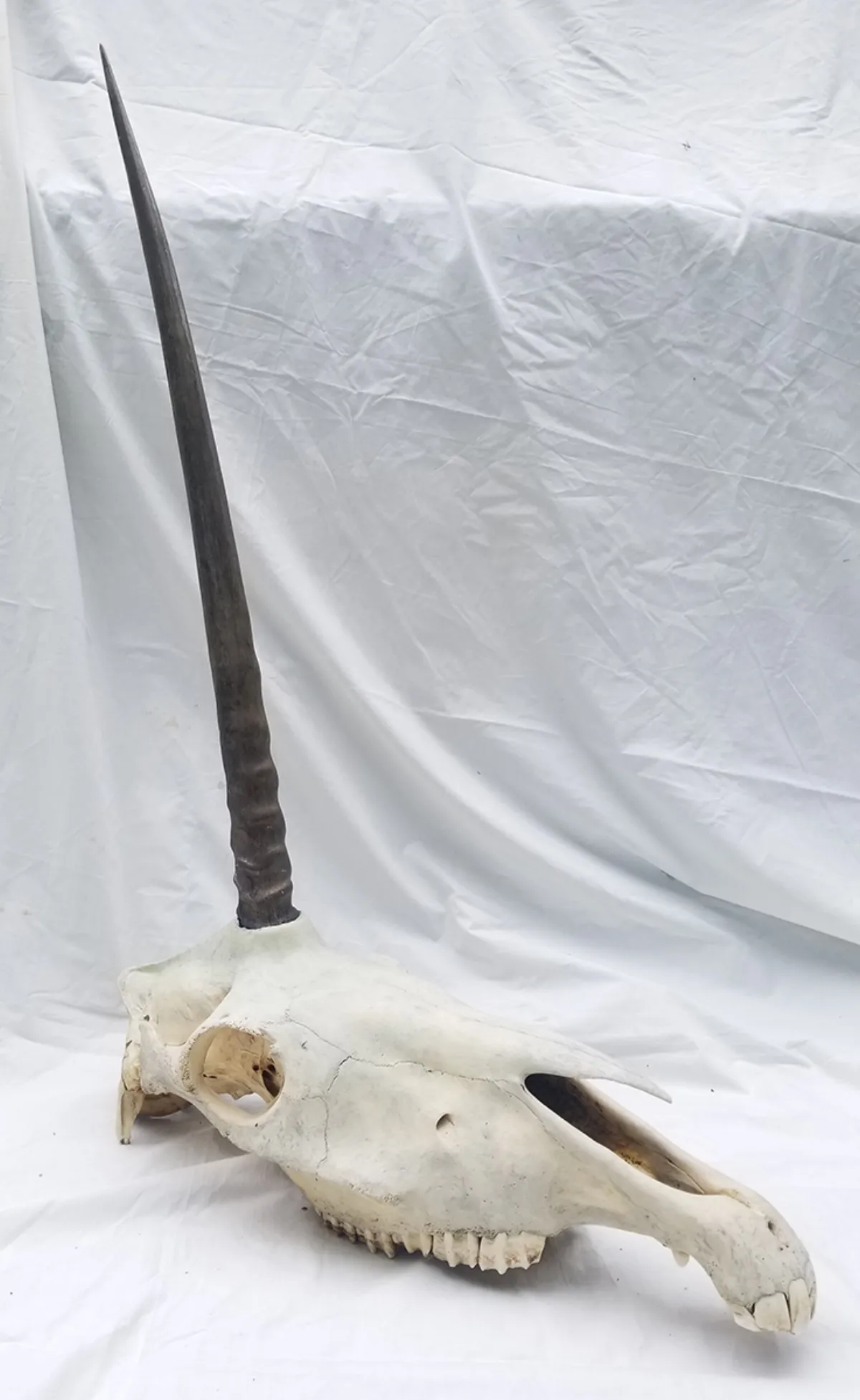 Unicorn-A The Legendary Unicorn Skull