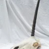 Unicorn-D The Legendary Unicorn Skull
