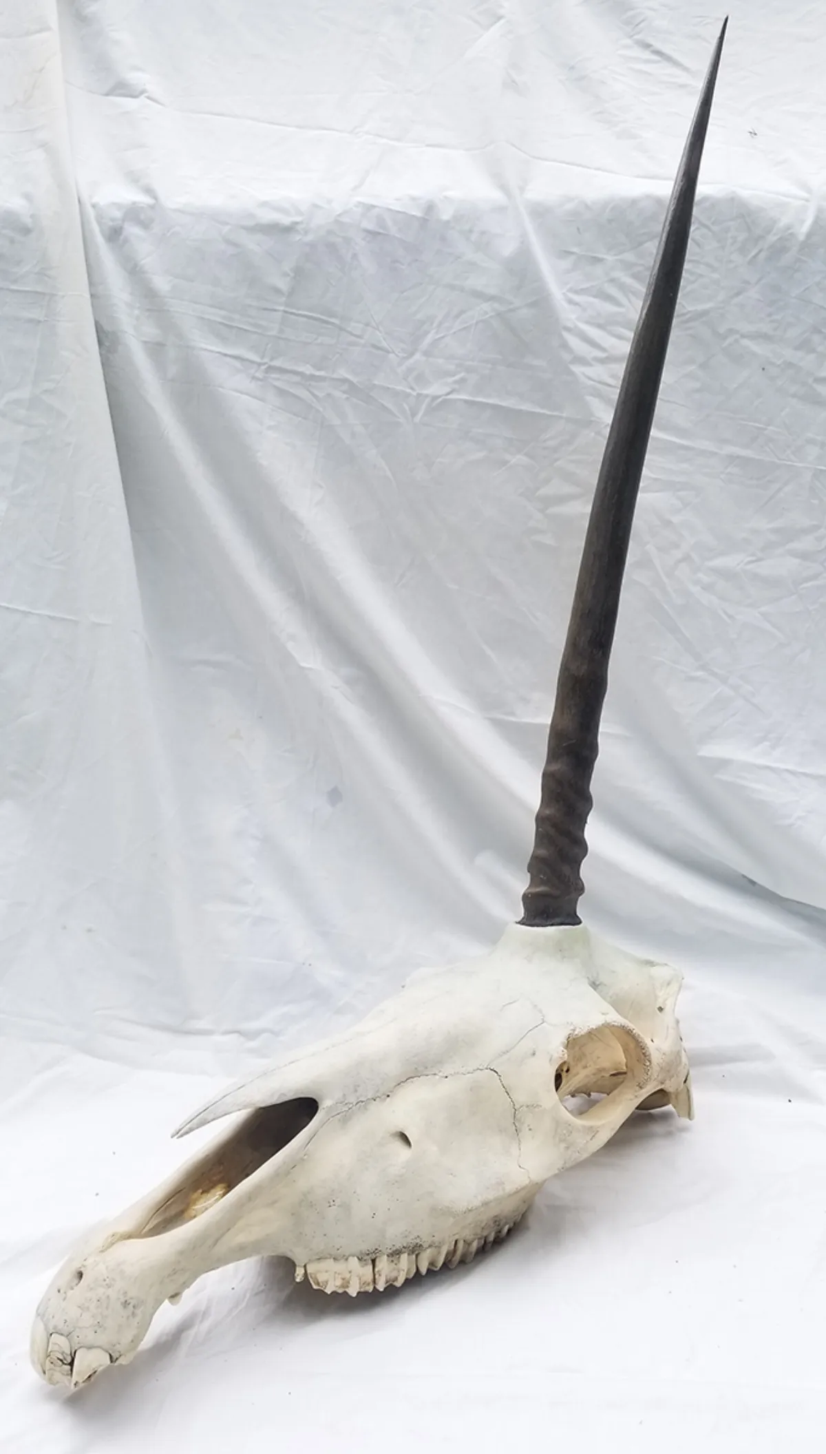 Unicorn-D The Legendary Unicorn Skull
