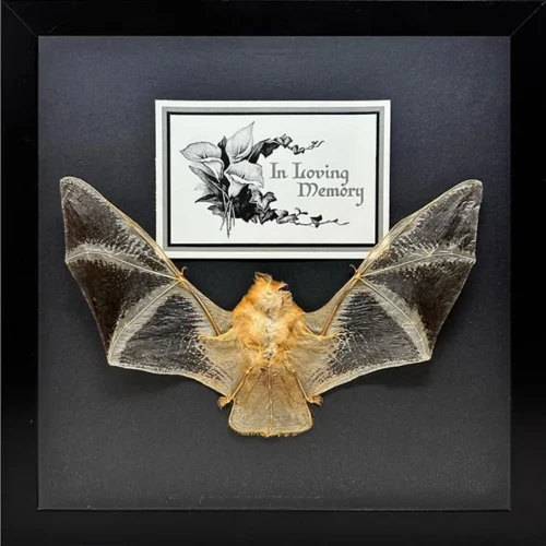 Taxidermy Bat Memento Mori Shadowbox Frame